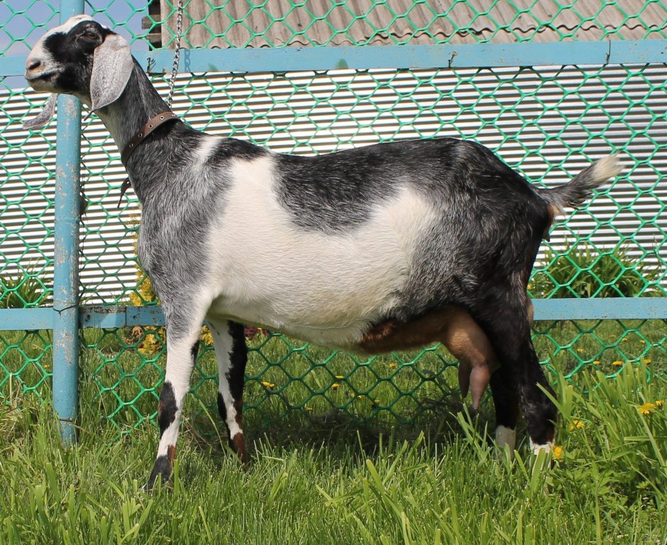 Нубийские козы Шами
