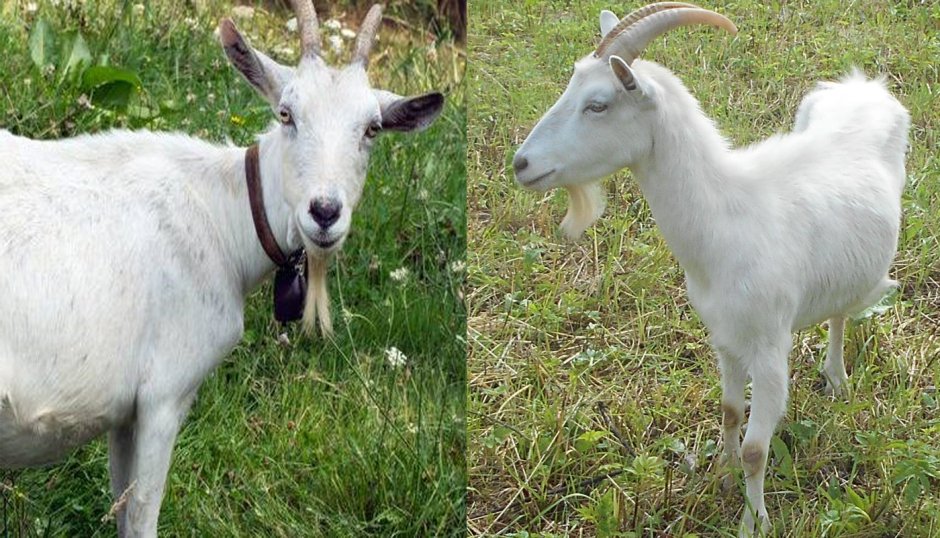 #Коза #Goat #белый #White