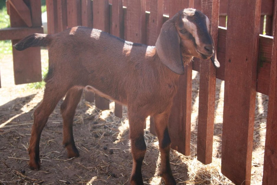 Anglo-Nubian Goat