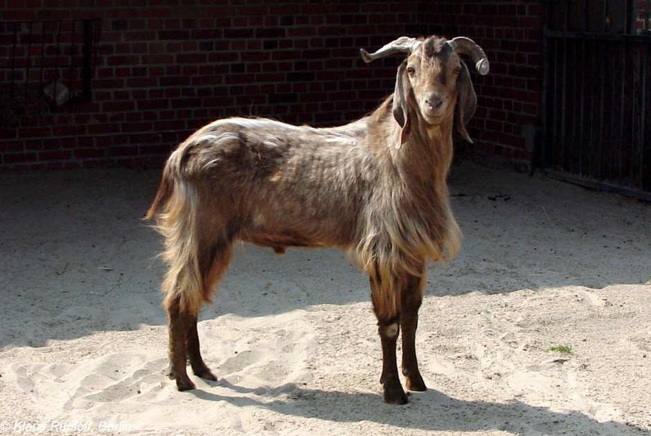 Goat Ears