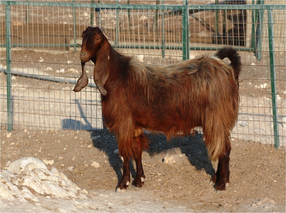 Дамасская коза Шами