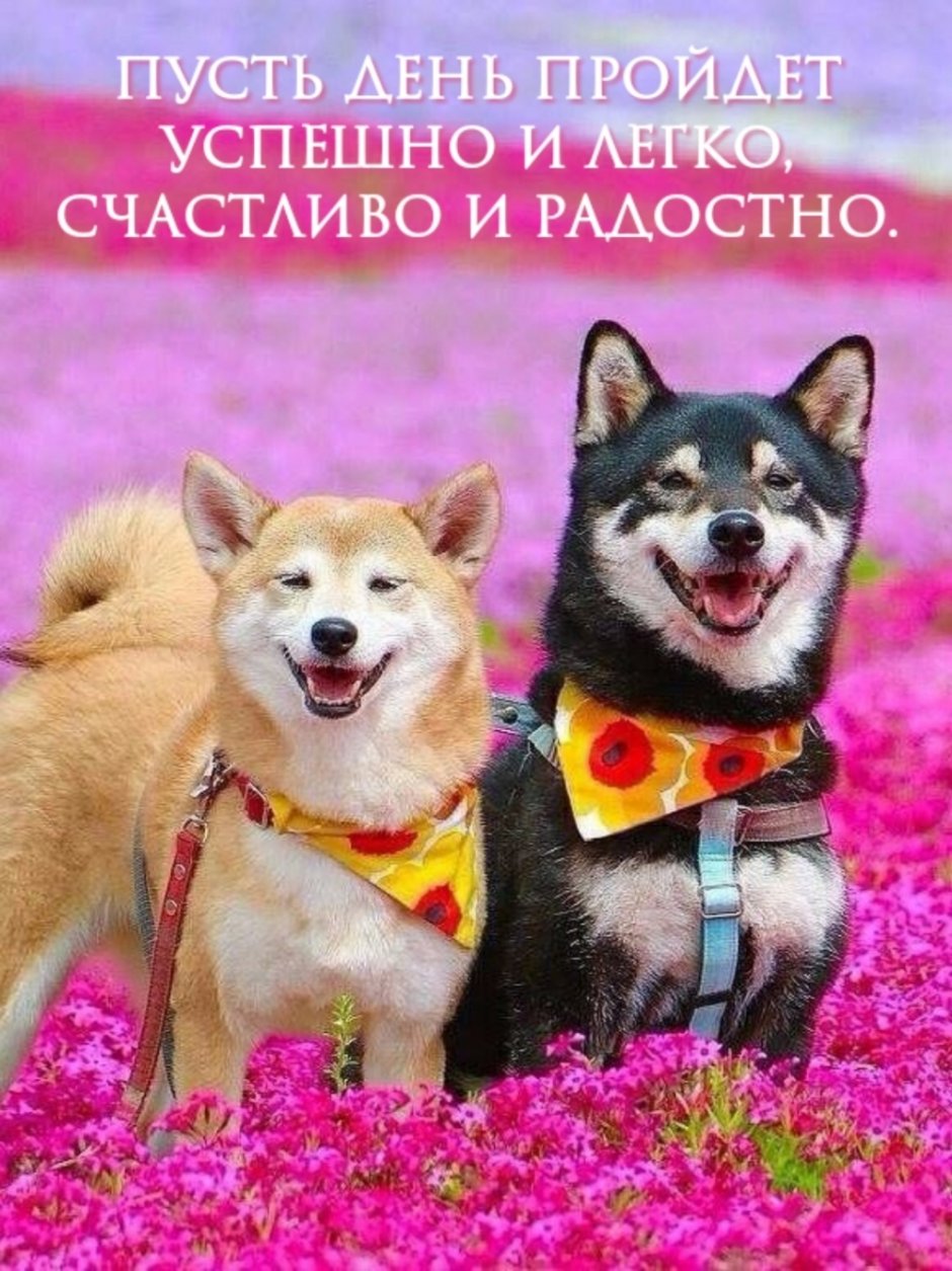 Сиба-ину породы собак