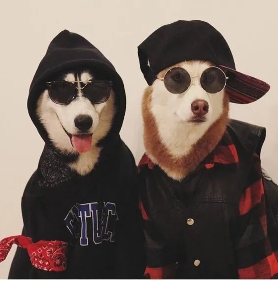Хаски в костюме