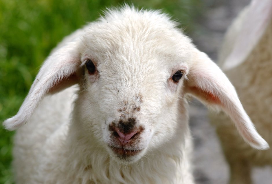 Овечка Lamb