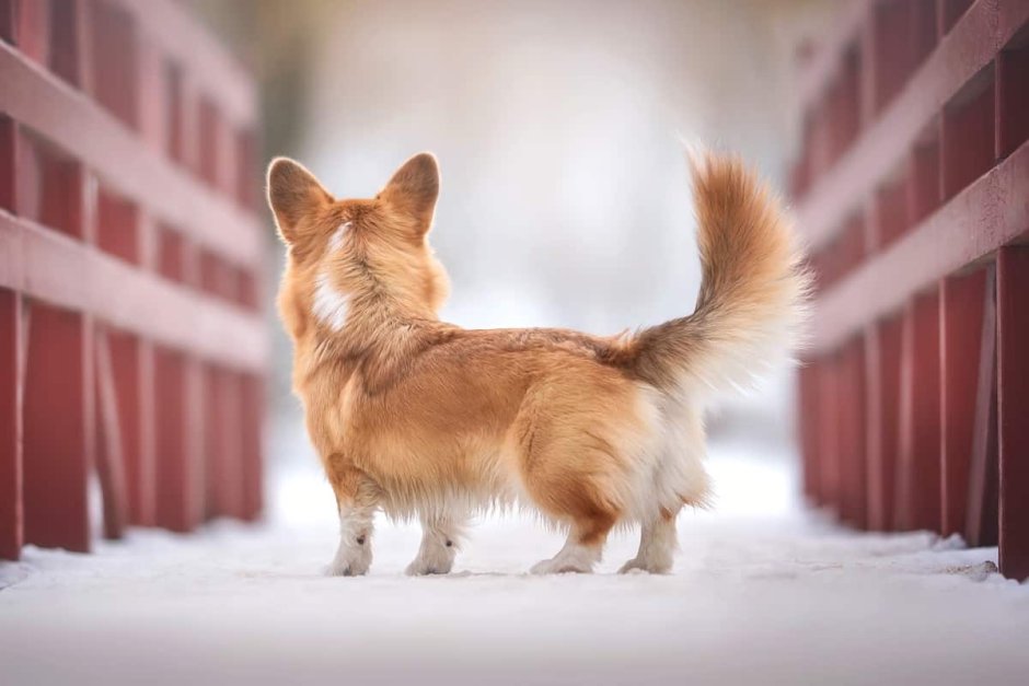 Щенок корги