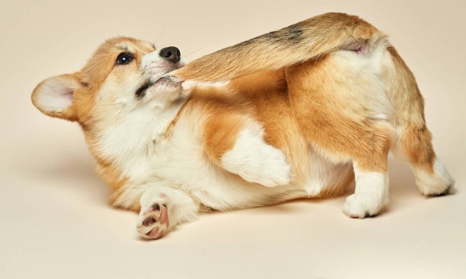 Ободряющие корги