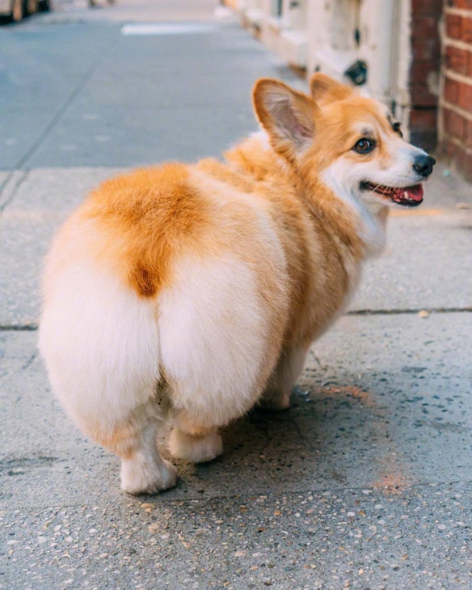 Вельш корги флаффи
