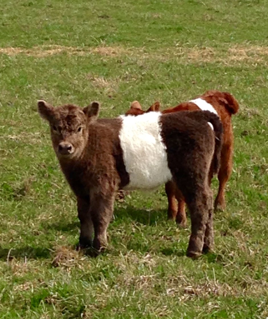 Galloway Cattle