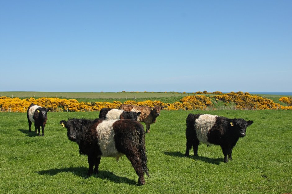 Опоясанные коровы Галлоуэй (Belted Galloway Cows) скрещены