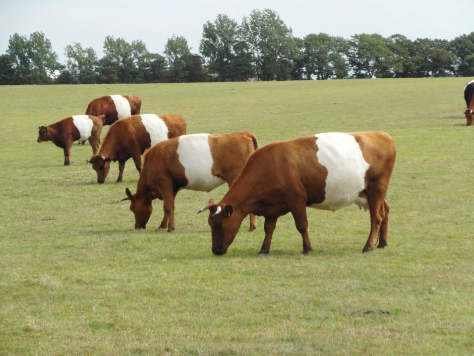 Lakenvelder Cattle