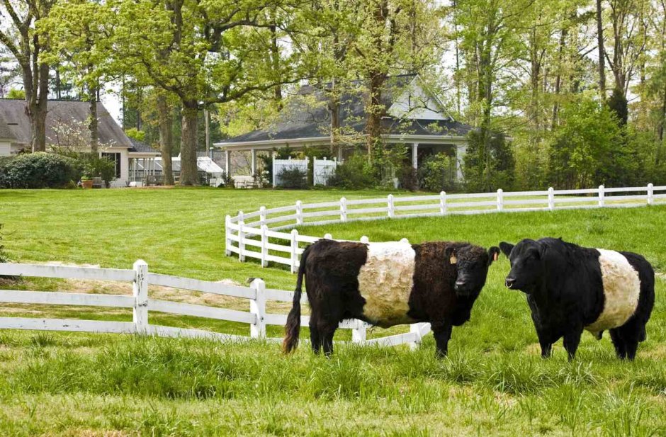 Pittsboro things to do