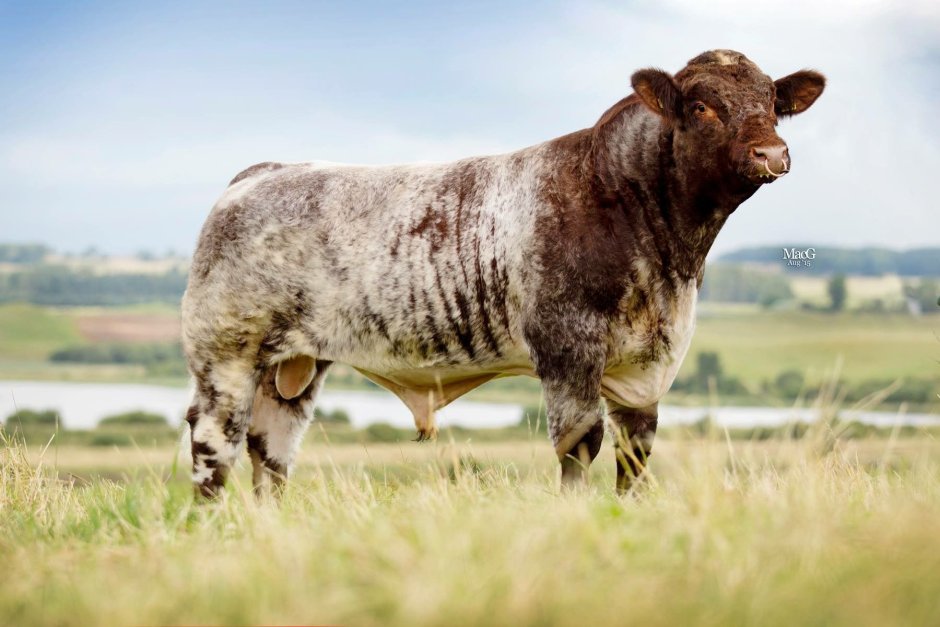 Cattle Beef Shorthorn