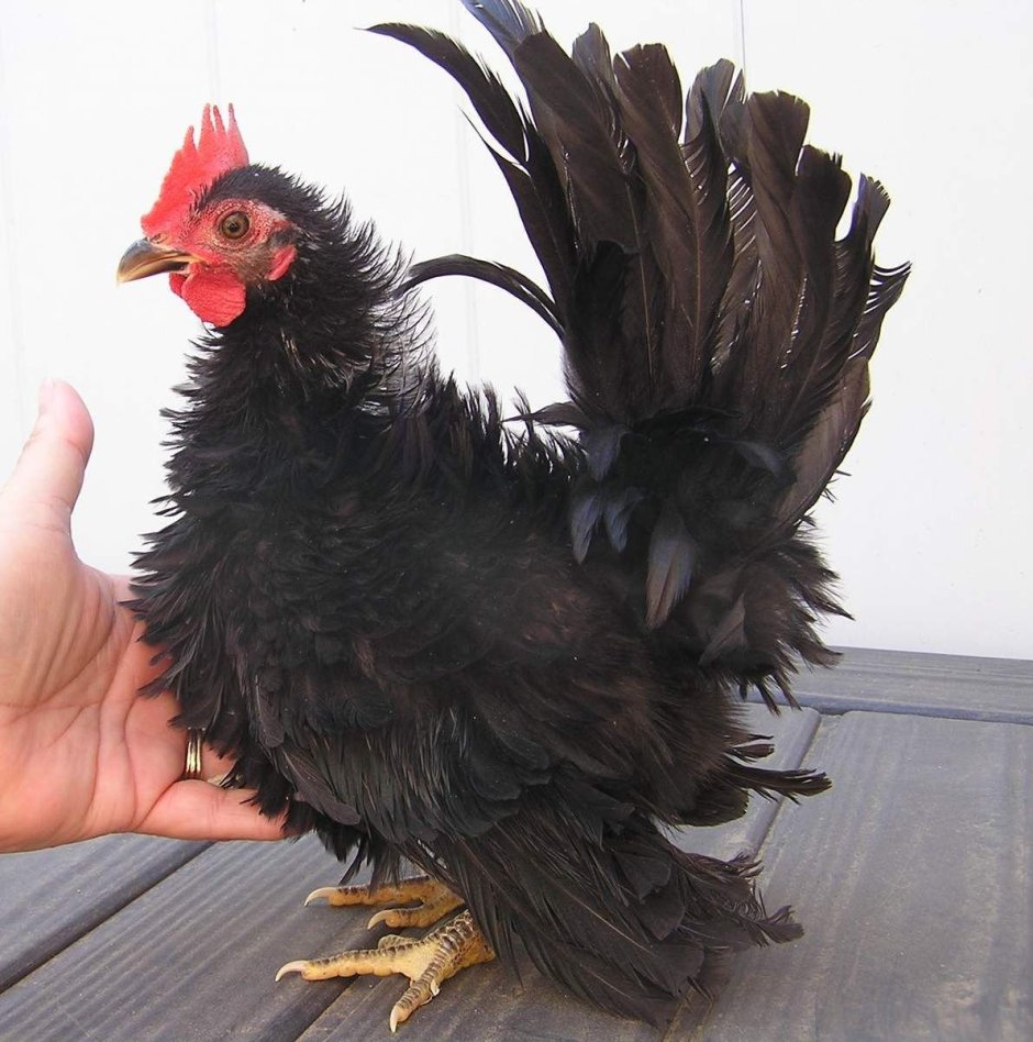 Бентамки Малазийская Серама