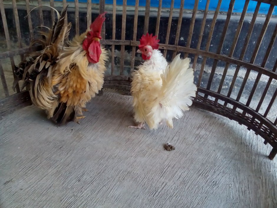 Ayam Kate laki2