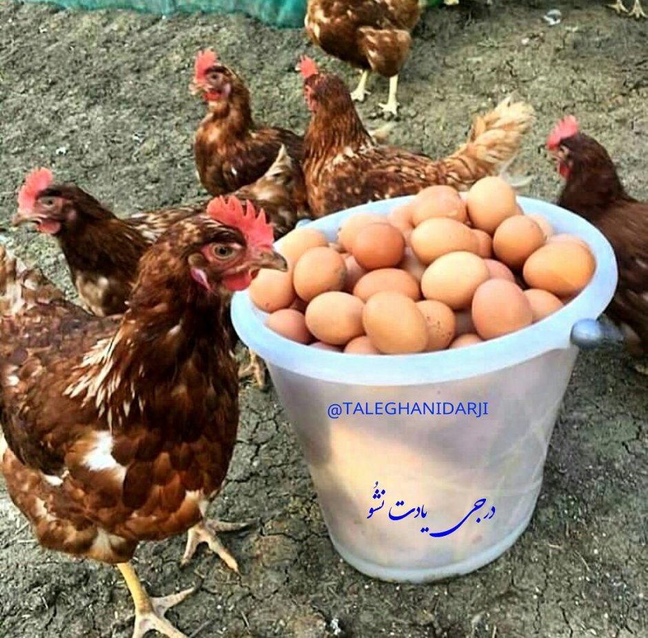 Несушка с яйцами