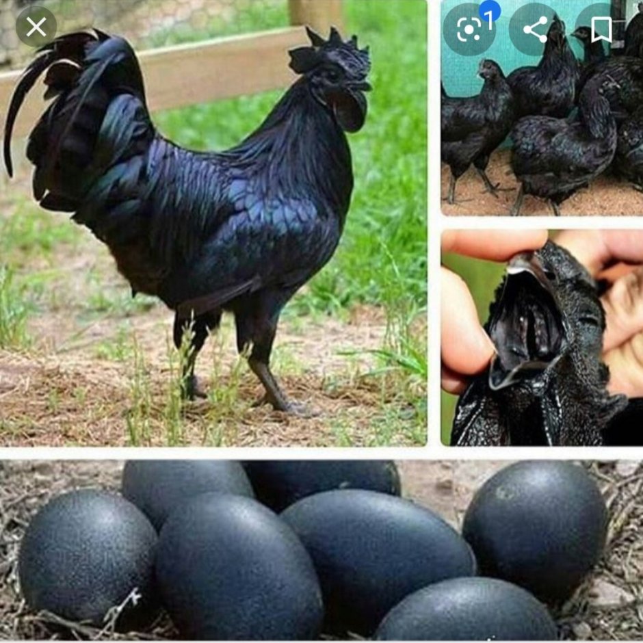 Черные куры Аям Цемани