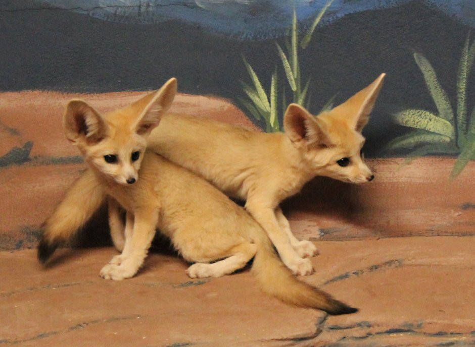 Male Fennec Fox