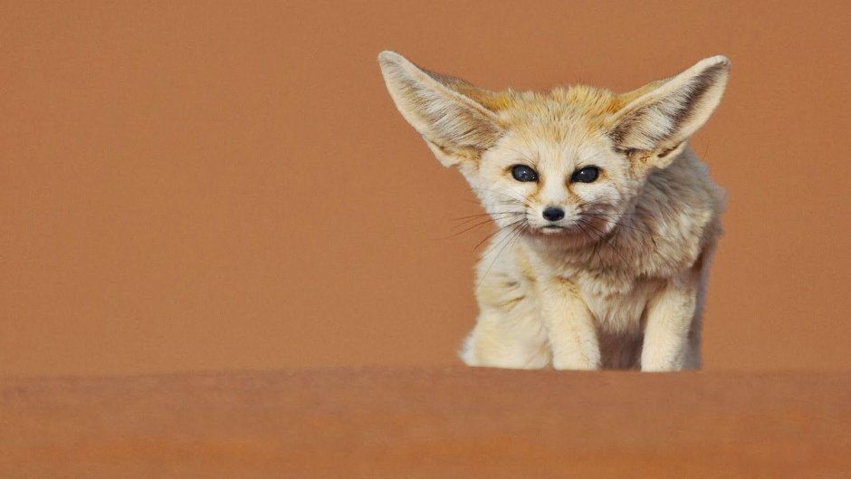 Furry Etheras the Fennec