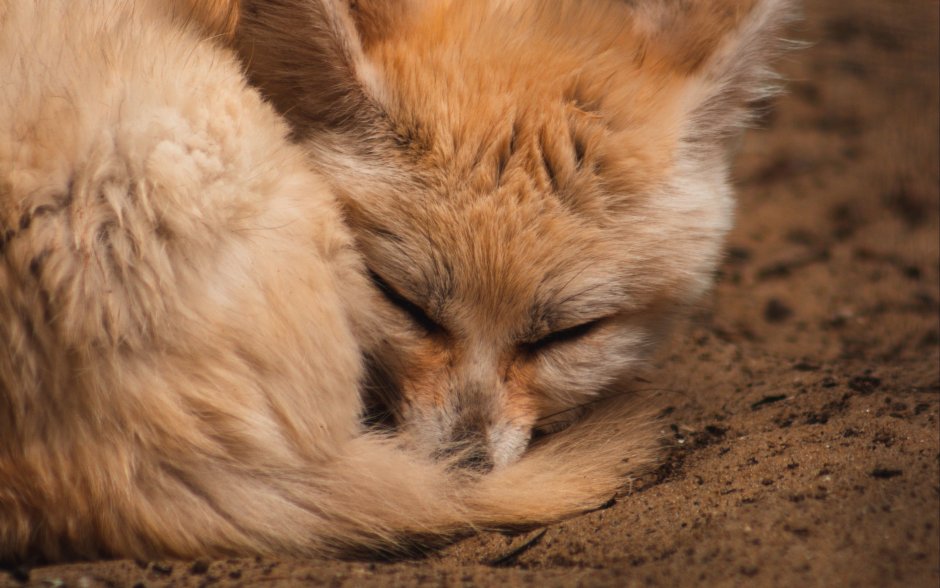 Fennec Fox