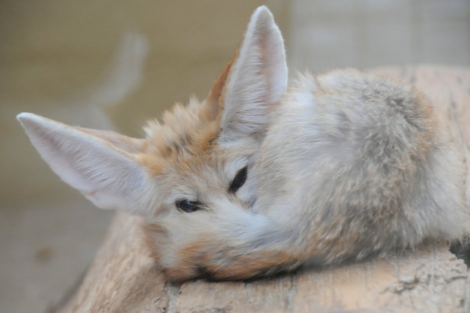 Fennec Fox Puppy