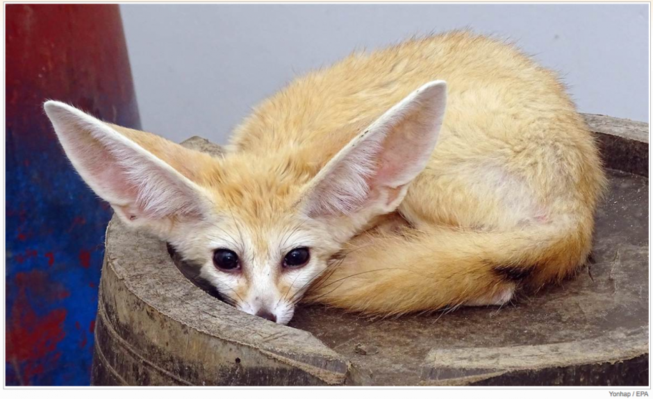 Животные Южной Кореи