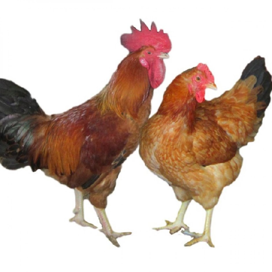 Sasso Red chicks с451