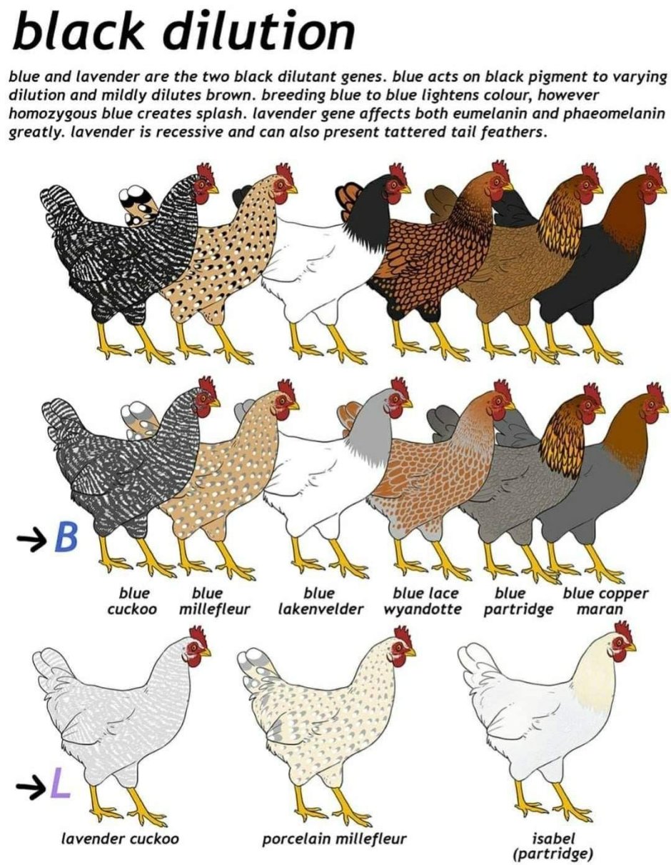 My Chickens 2 часть