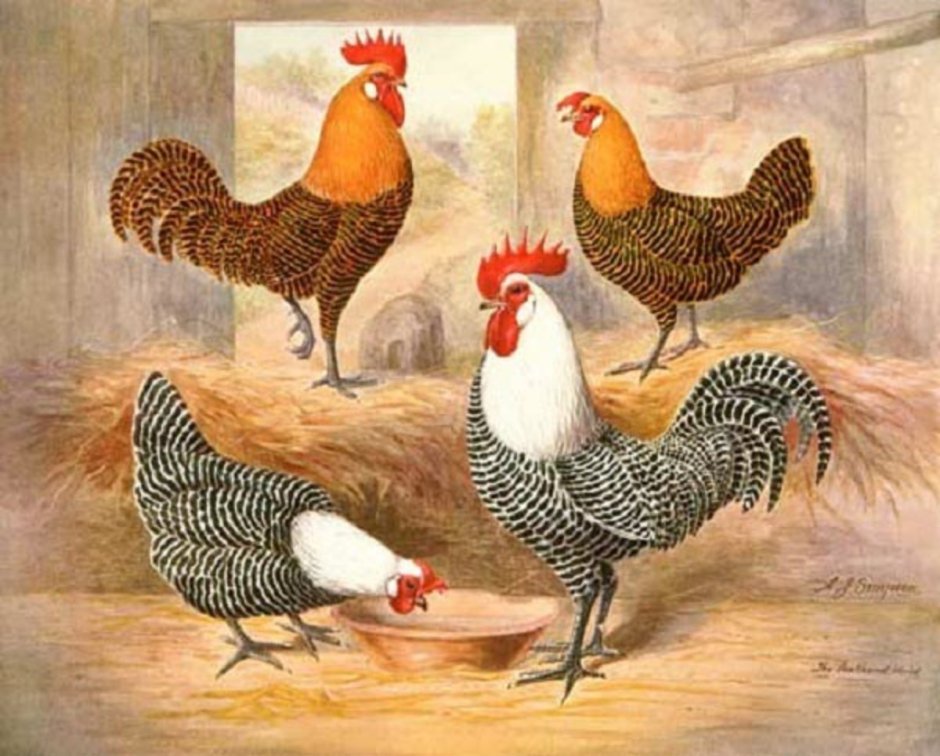 Куры Фаюми
