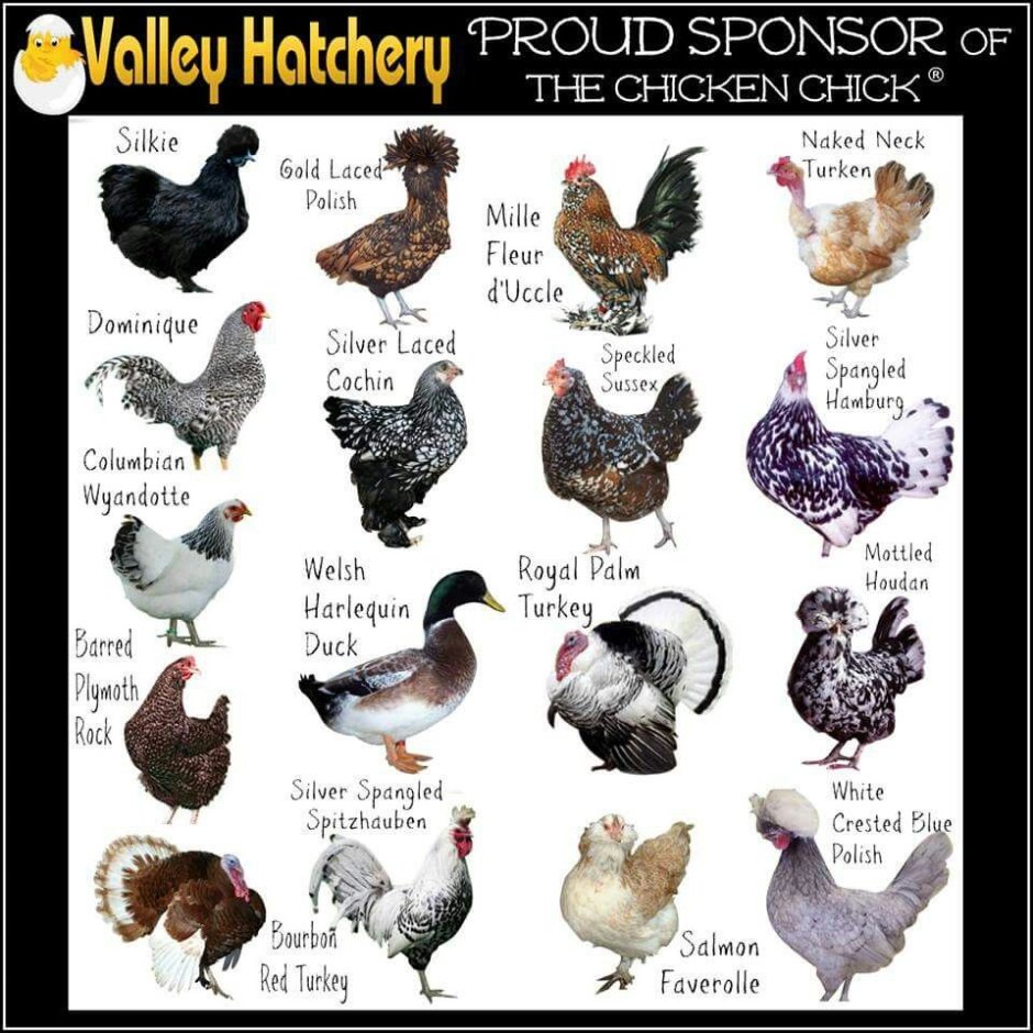 Line breeding Chicken Breeds Chart,