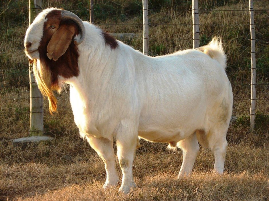 Boer Goats