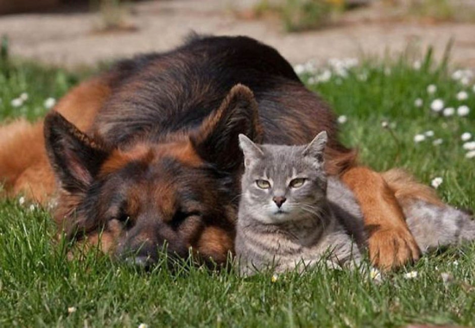 Кошки и собаки