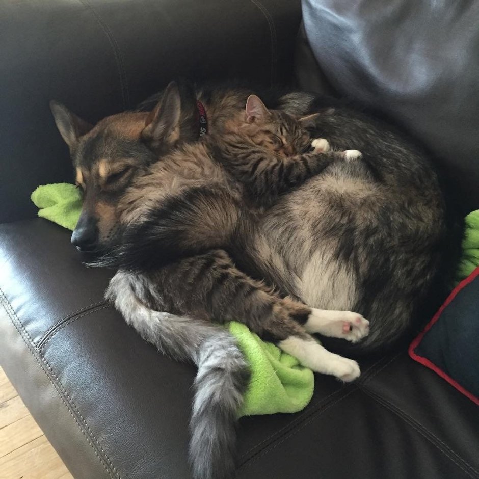 Кошка с собакой в обнимку