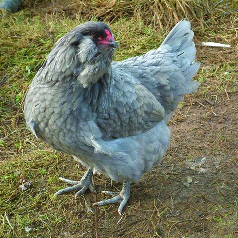 Араукана и Амераукана