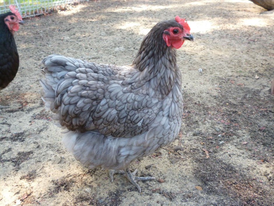 Australorp Marble Chicken