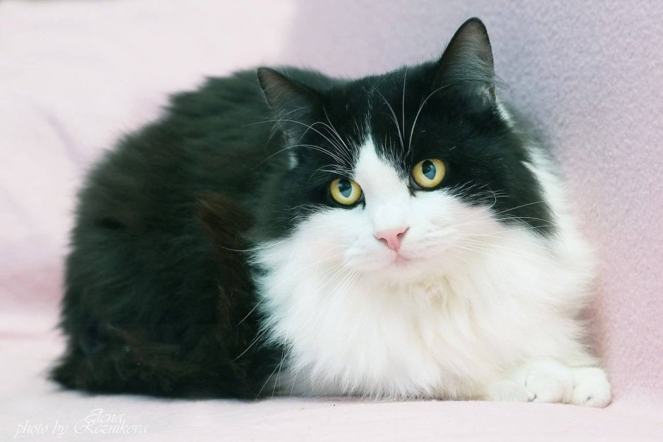 Кошка маркизного окраса