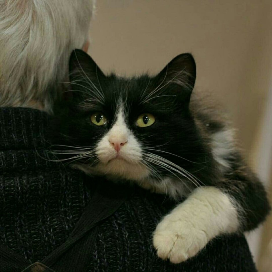 Кот Маркиз