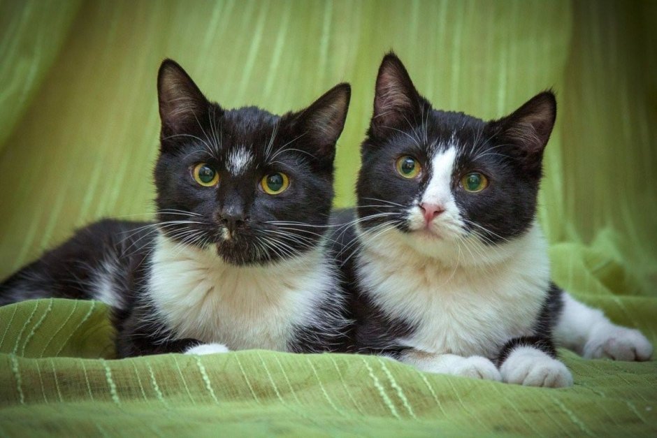 Коты окраса Маркиз