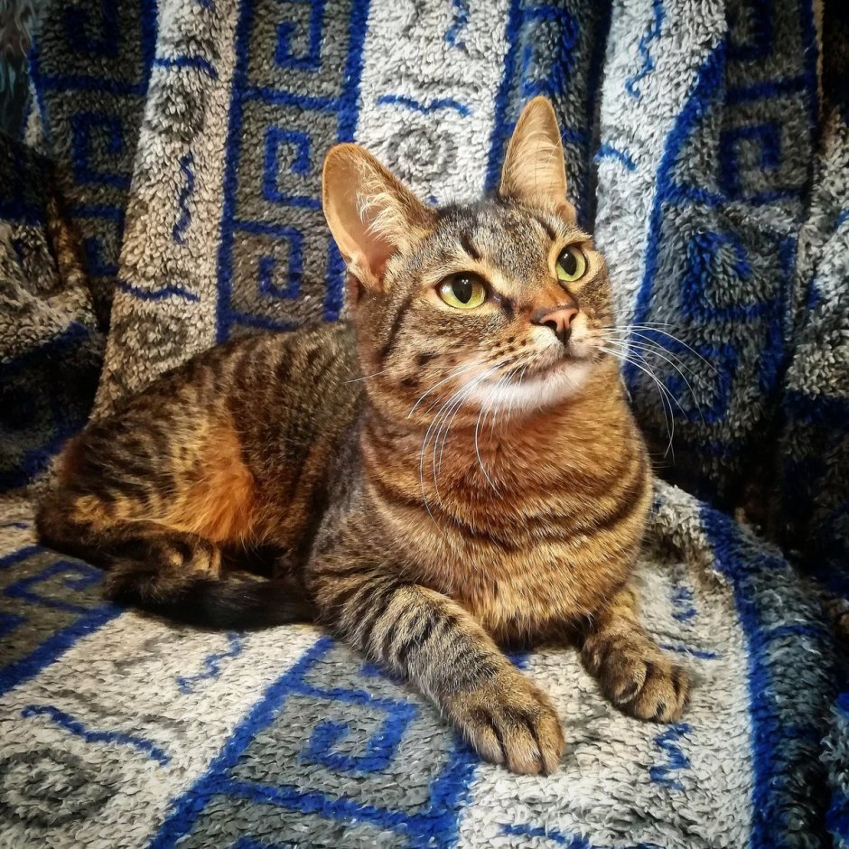 Кошка Маргошка