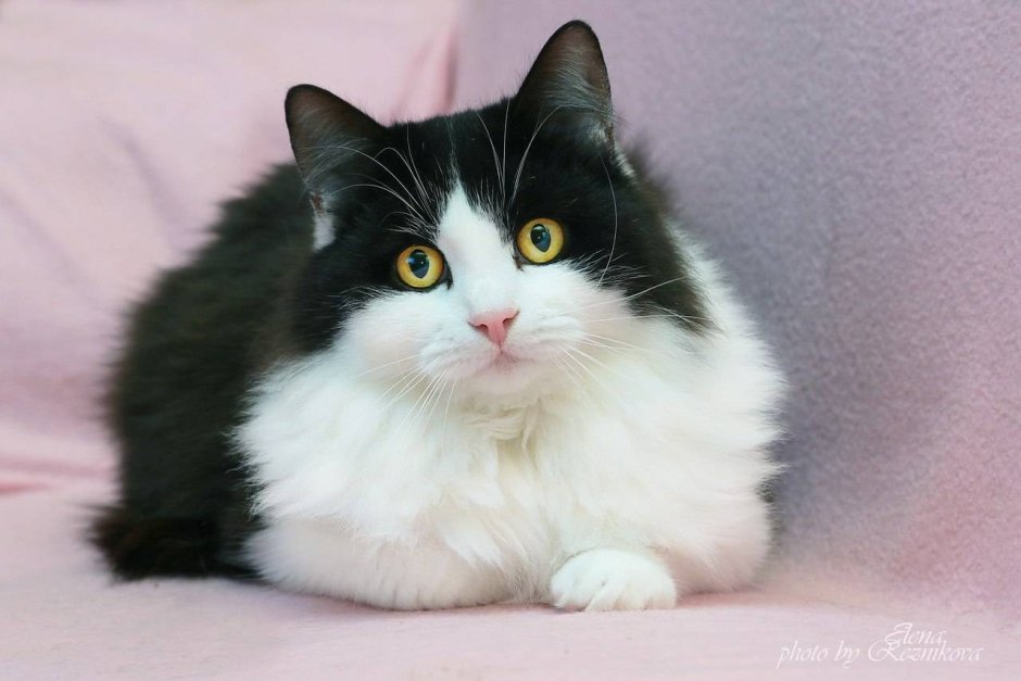 Окрас Маркиз котенка