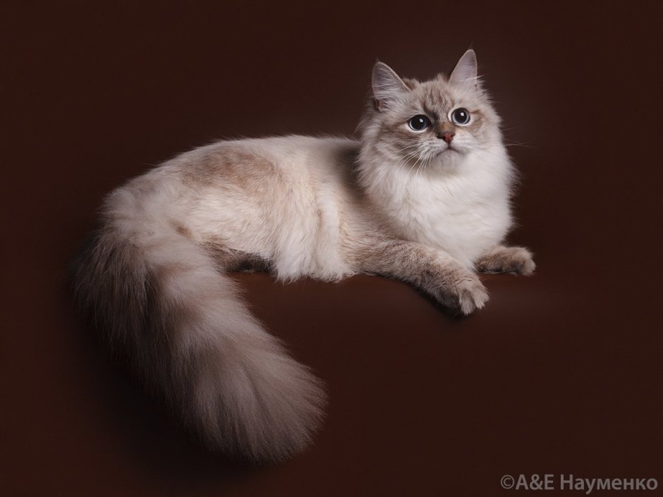 Сибирская кошка окрас Маркиз