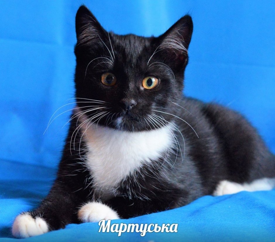 Кот породы Маркиз