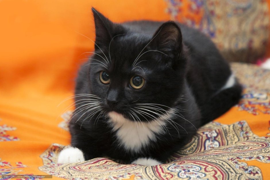 Котенок черно-белый