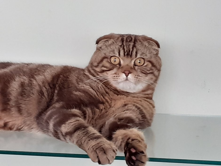 Кот Маркиз бело коричневый
