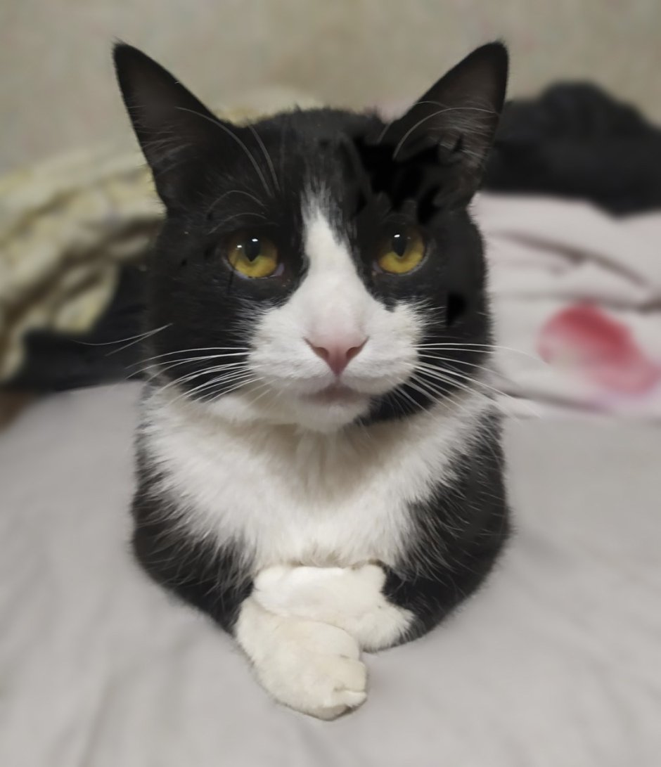 Кот Маркиз