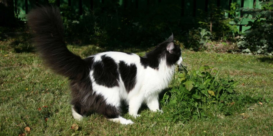 Норвежский Лесной кот черно белый