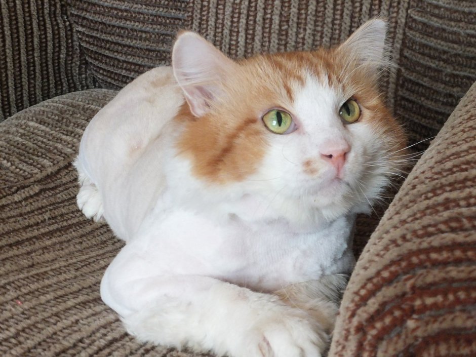 Коты в Краснознаменске