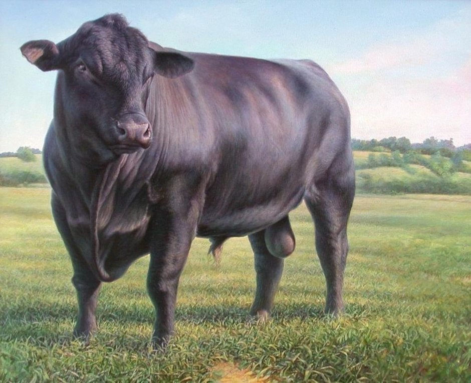 Блэк Ангус бык