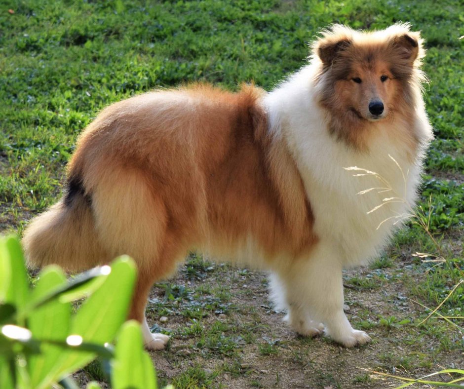 Колли Сиббер
