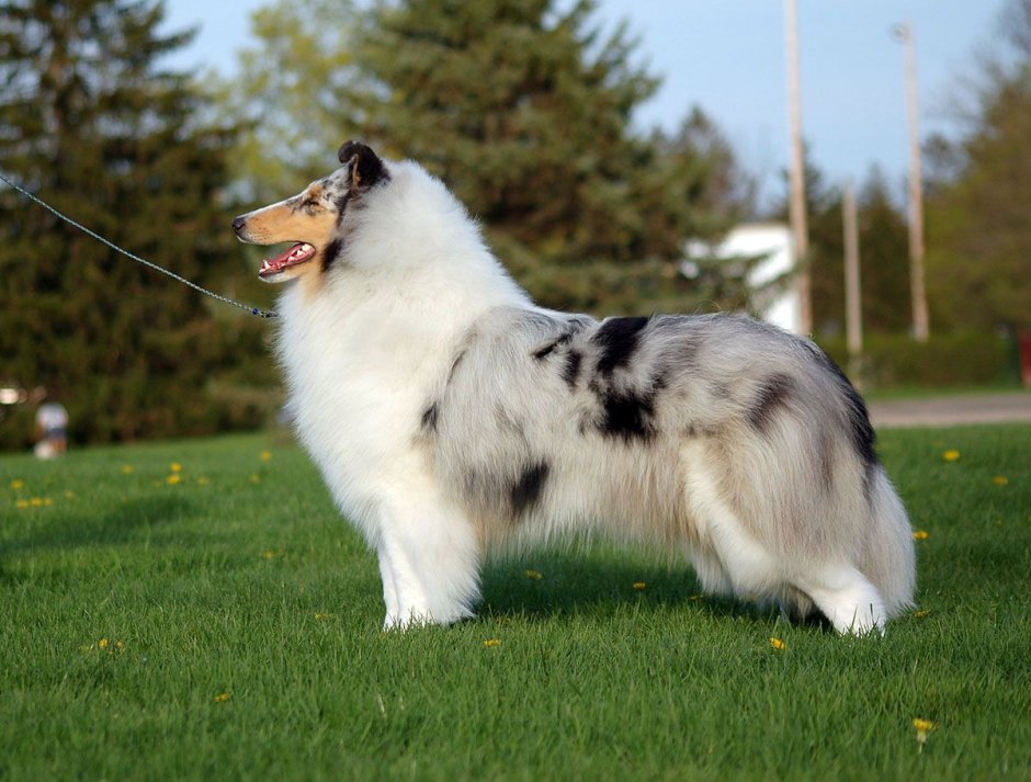 Американский колли