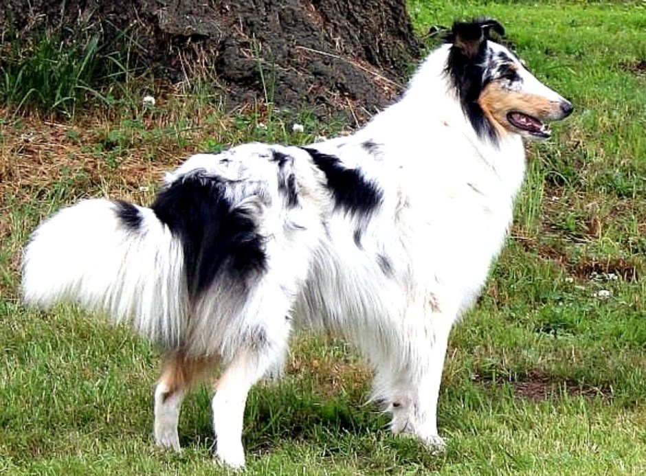 Американский колли